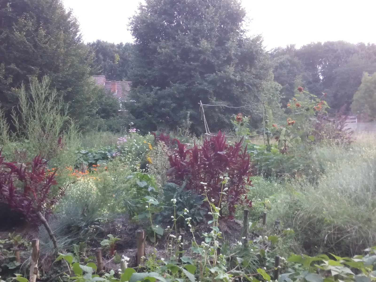 Le jardin foisonnant du Petit Marais en été